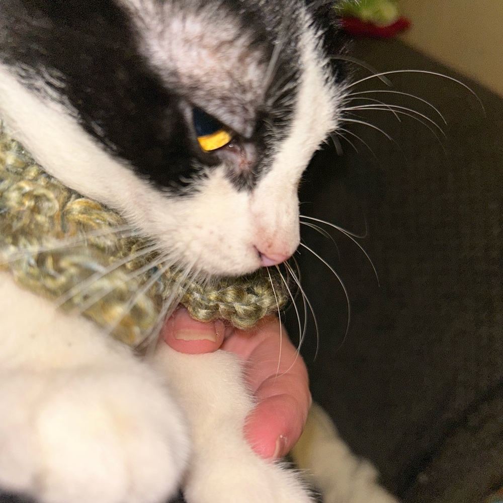 Fairy Woodland crochet cat scarf 🐈‍⬛